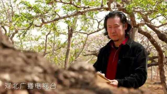 大国书画|中国画独有的美学意蕴——黑白之美