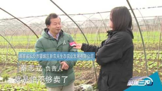 [聚焦三农]淘菜菜:稳供保价 引领新消费革命