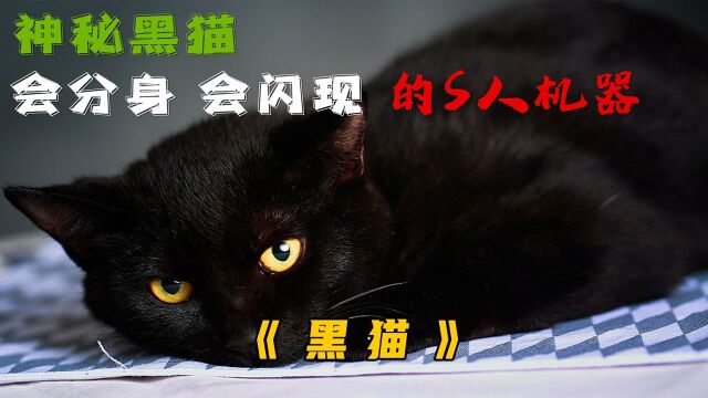 《黑猫》3会分身 会闪现的黑猫 你们见过吗?