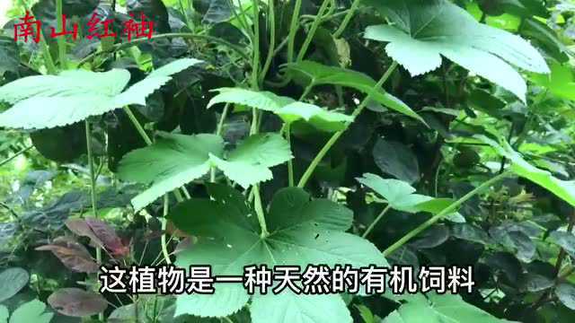 植物拉拉秧又称“活血草”,原来晒干价值高,摘点回家煮水