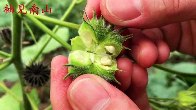 你认识植物苘麻吗?知其是宝,不懂是草,看视频终于弄明白了