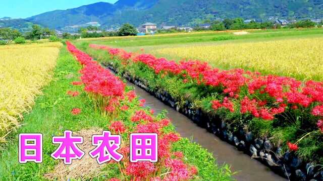 日本农田实拍,在田埂上种植一排排鲜花,令人赏心悦目心旷神怡!