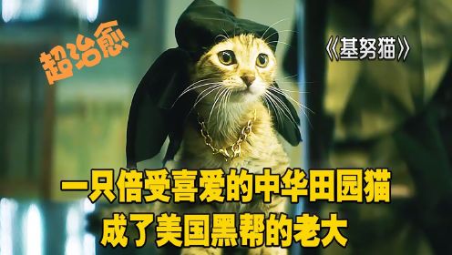 基努猫：一只倍受喜爱的中华田园猫，成了美国黑帮的老大
