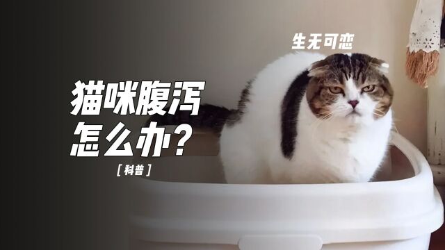 刚进家的小猫咪腹泻了,怎么办?