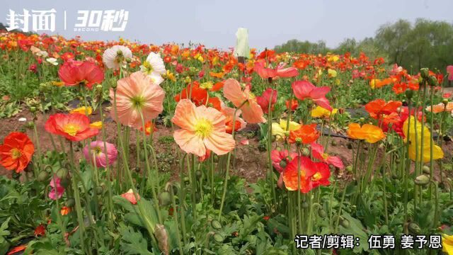 30秒 | 花开四川:泸州纳溪区花田酒地满园春色 “迷人眼”