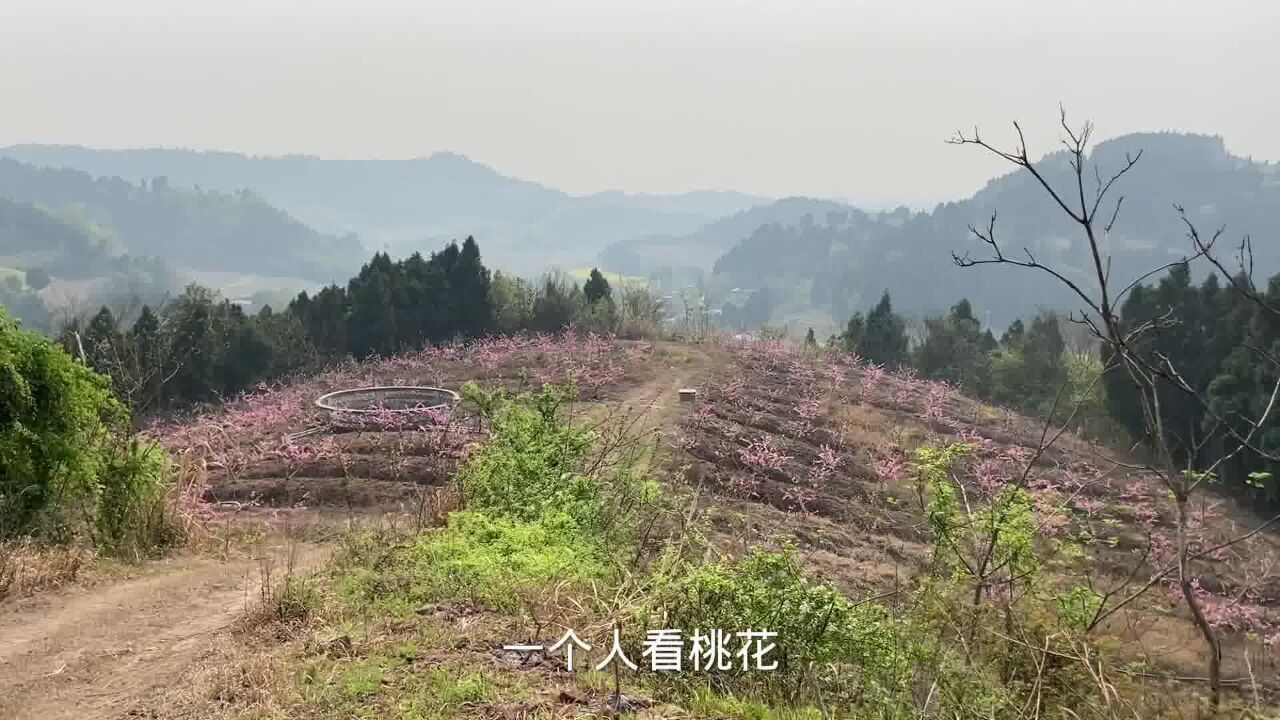 成都周边不为人知的小山村,满山都是桃花,却不见赏花的游客