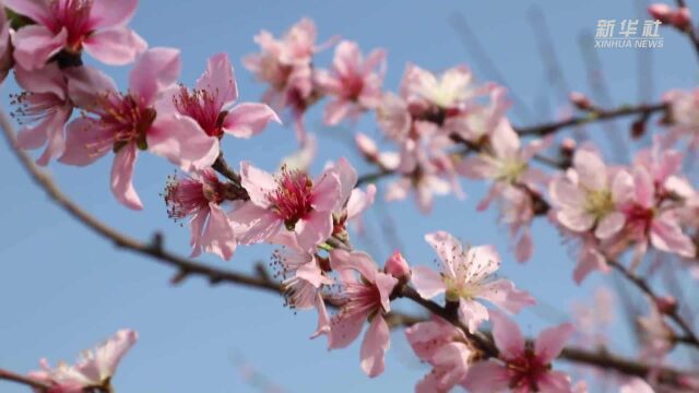 湖南大通湖:洞庭湖畔桃花开 风景怡人春光好