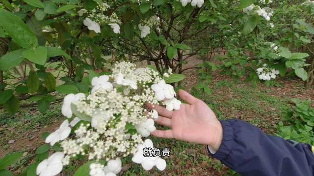 成都植物园荚蒾花已开,真是春游好时节