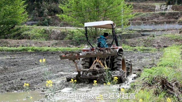 守护耕地 跟着“田长”去巡田