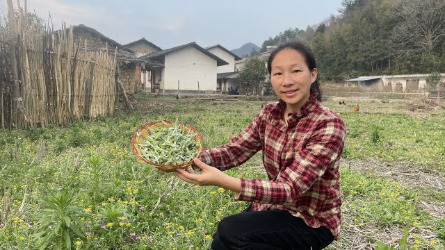 农田里常见的鼠曲草,很多人不知道它是珍贵药材,一起了解下