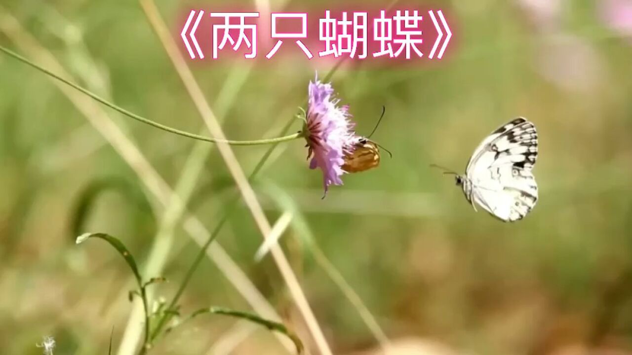 庞龙经典歌曲《两只蝴蝶》曾经风靡大街小巷