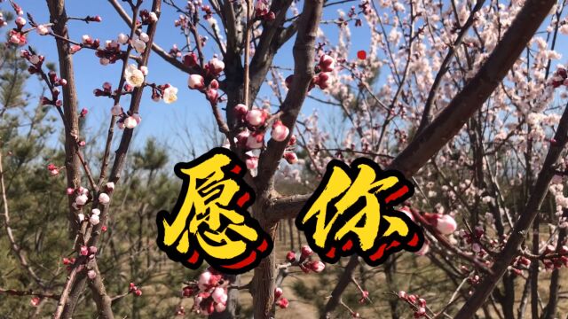 《愿你》是一首祝福歌,愿我们三冬暖、春不寒、夏微凉、秋月圆