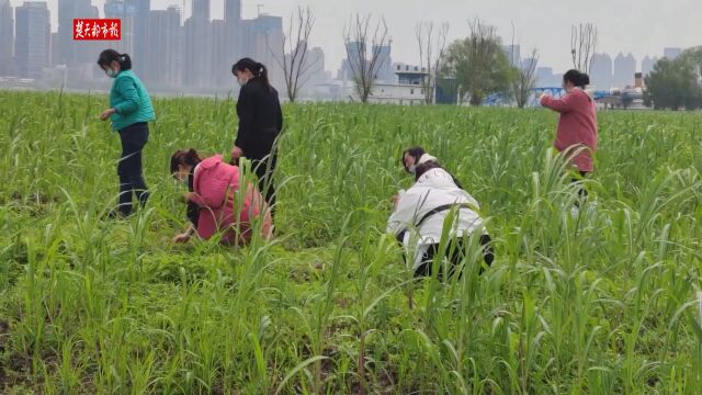 【视频】江边采食野菜需谨慎