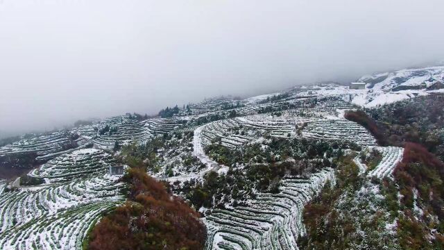 贵州纳雍:茶山赏雪景 似人在画中游