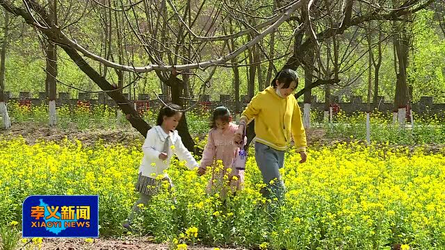 油菜花开 惊艳了整个春天