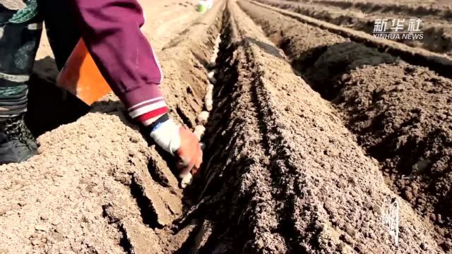 瞰中国ⷦ˜墀œ芒”| 河北新河:麻山药种植拓宽农民致富路