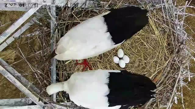 百湖之城迎“鹳宝”,国网大庆忙保护 | 邻里生物多样性保护