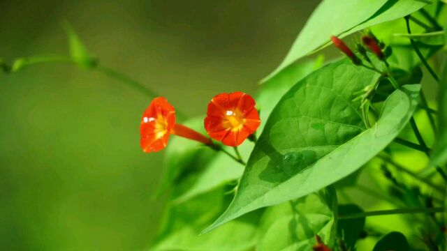 江苏杨州民间民歌《祓根芦柴花》!段红露二胡音乐!