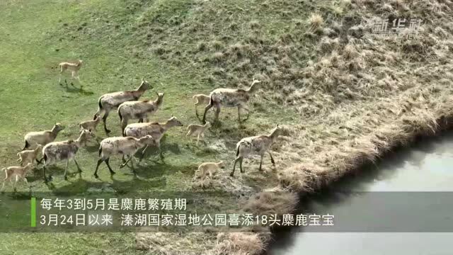 江苏泰州:溱湖国家湿地公园喜添18头麋鹿宝宝