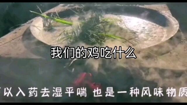 我们的鸡吃什么