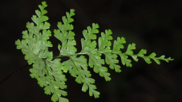 研究团队谈新物种丹霞铁角蕨的发现:统计到的数量不足50株