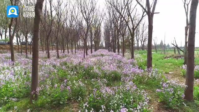 写给春天的情书|“疫”去春来 与上善公园不期而遇