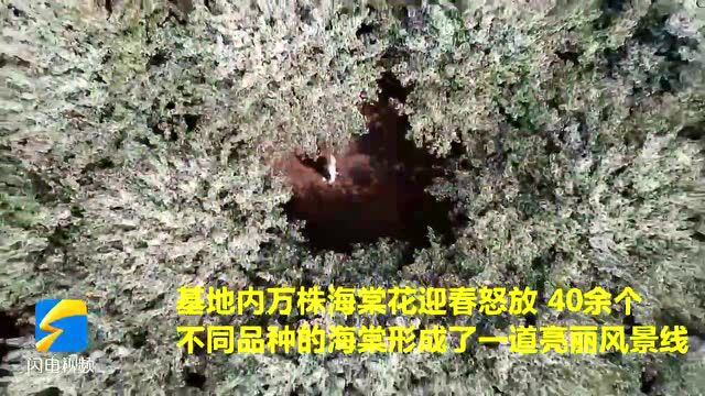 寻找最美春天丨五莲千亩七彩海棠花海美如画卷