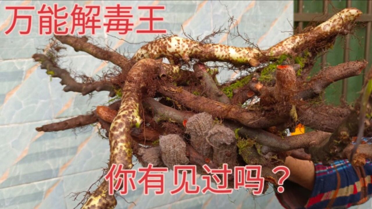 万能解毒王?广东药材大老板以500块钱一斤进行收购!你有见过吗