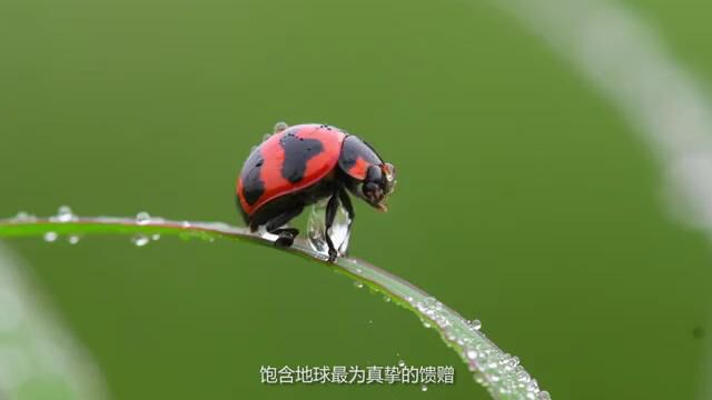 豆本豆世界地球日【植物有机 问候地球】