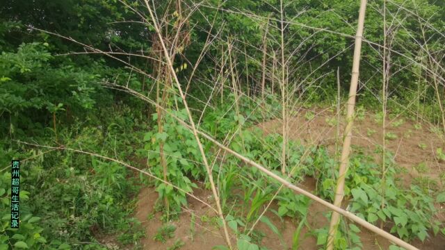 不种田地不知道农民的辛苦那些狗屁砖家站着说话不腰疼让他们也来尝尝种地的辛苦