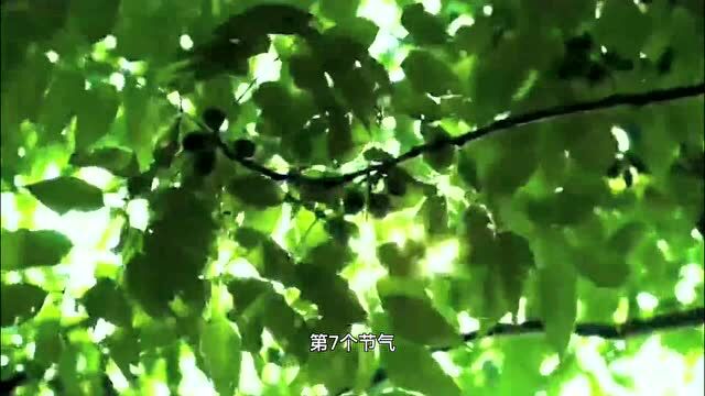 二十四节气丨今日立夏