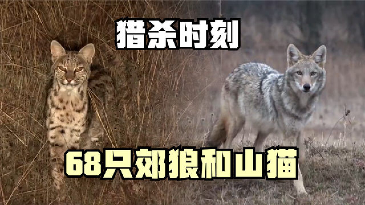 68只郊狼和山猫下山偷吃鸡鸭,猎人直接开启猎杀时刻