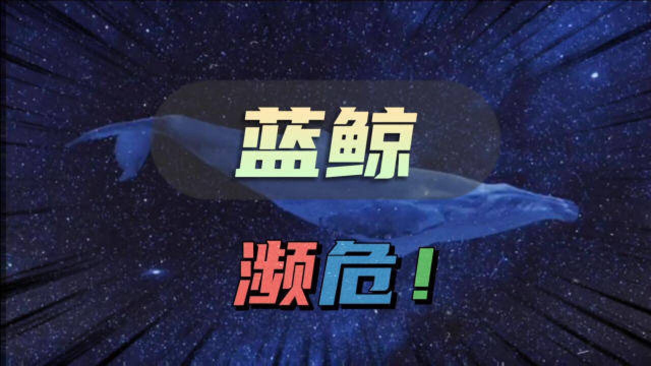 蓝鲸的声音变得越来越低沉?再不保护,我们将永远失去它!