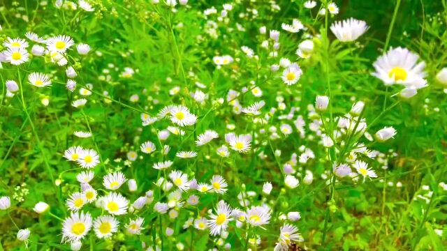 风景 花 花花 小花 小邹菊