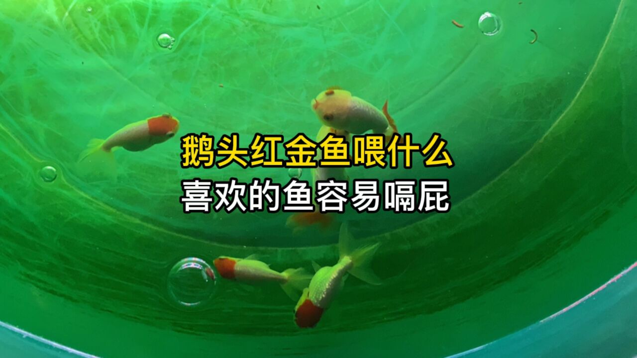 鹅头红金鱼喂什么好,喜欢的鱼容易嗝屁