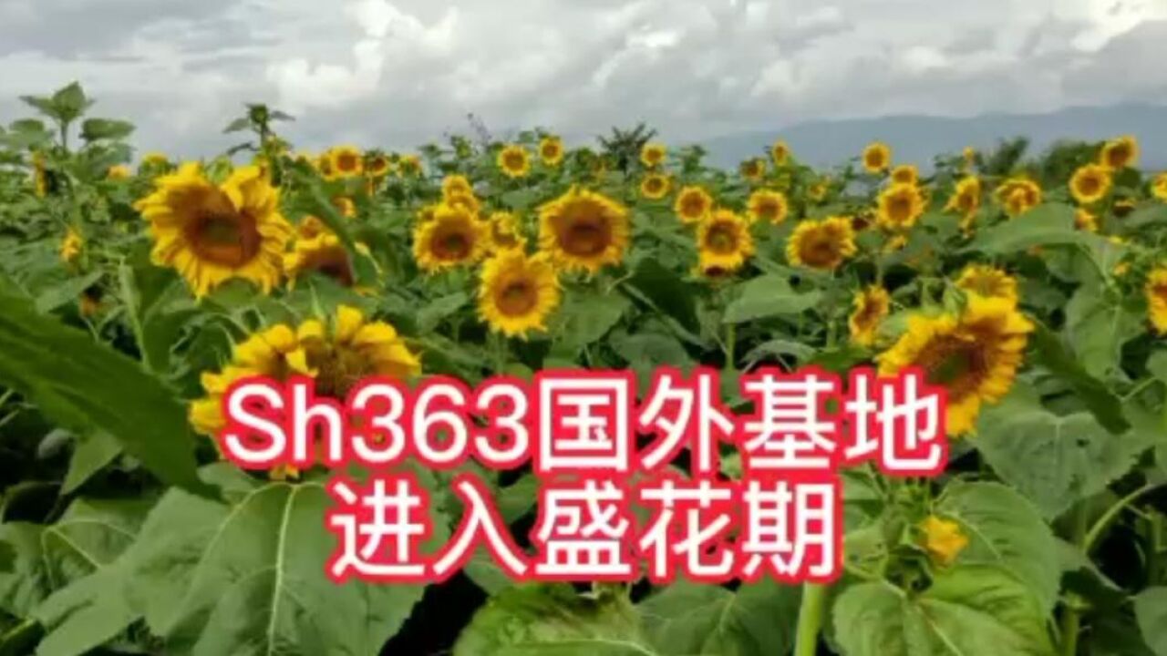 【新疆三瑞】老挝试种的葵花sh363已经进入盛花期,期待能有好的收成