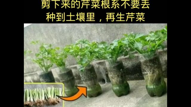 芹菜种植小技巧,以后不用到外面买了