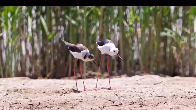 国际生物多样性日 | 保护生物多样性,广州在行动!