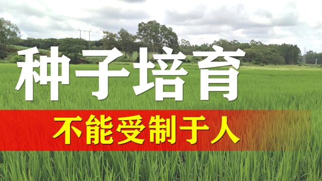 农作物种子的核心培育技术一定掌握在自己手里