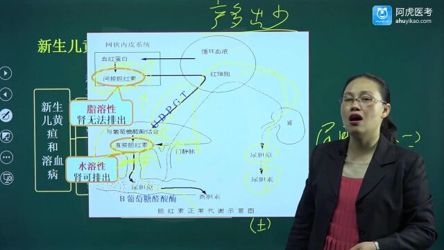 2022年阿虎医考儿科正高考试视频基础讲座 新生儿黄疸04cuyg01