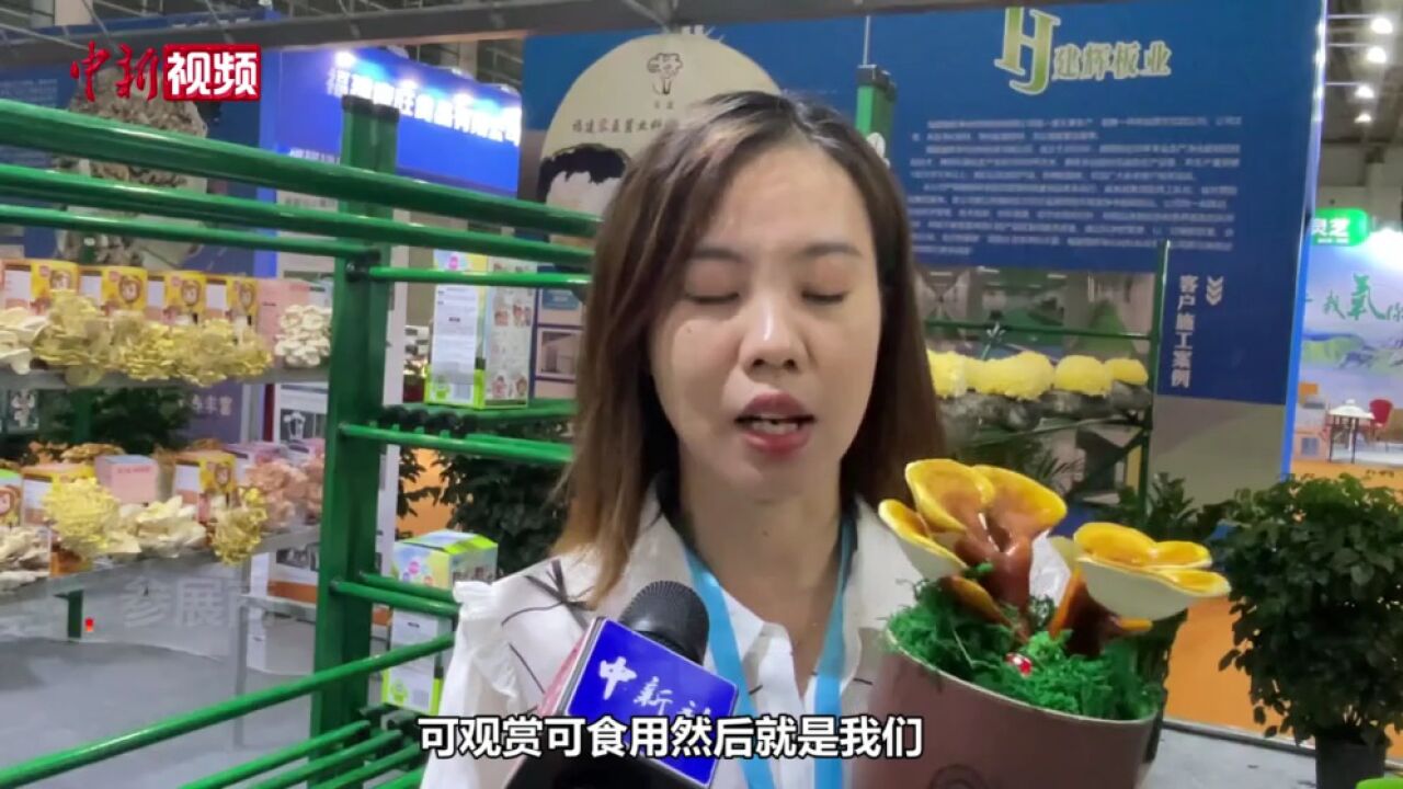 探馆第三届中国食用菌产业博览会:百菇争秀创意惹眼