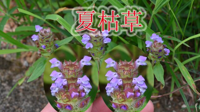 植物夏枯草长什么样?古人称之为“圣药”,是农村生活中的凉茶