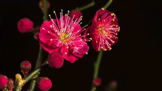 麦振鸿一首经典乐曲《莫失莫忘》,听着凄美感人有种莫名伤感