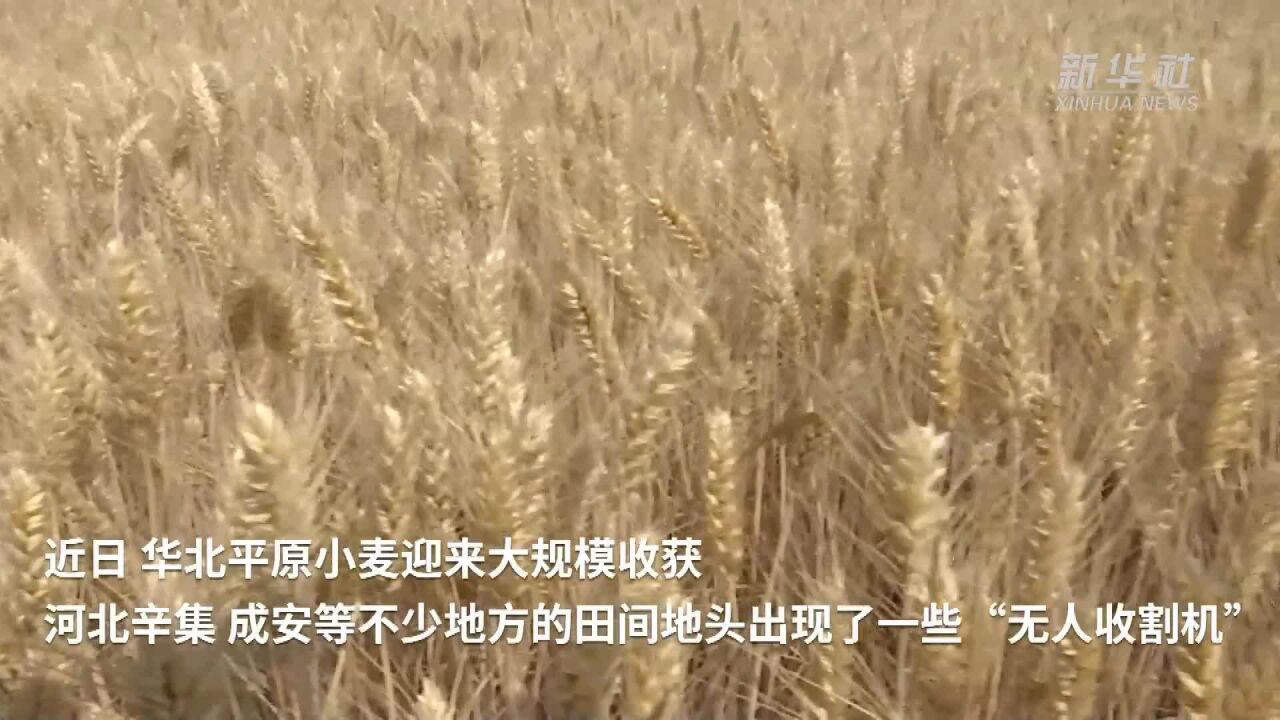 新华全媒+|向科技要产量 “无人收割机”助夏收提质增效