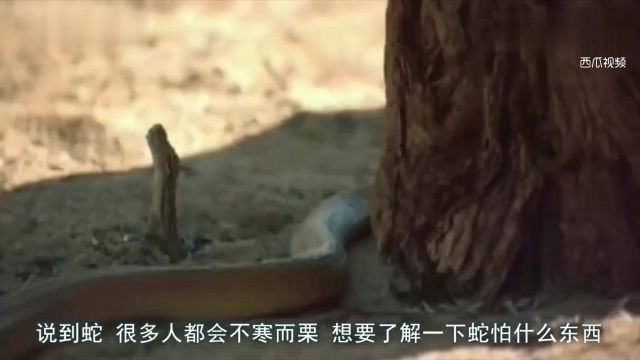 蛇最怕什么?这几种东西能让毒蛇退避三尺绕道而行