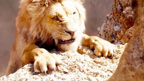 狮子王 小狮子竟然依靠吃毛毛虫长大 经历艰辛 最终它成为了森林之王
