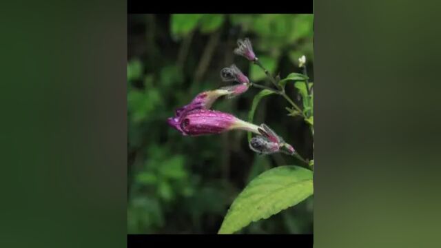 魅力中草药每日一药之南板蓝根,全景展示药材从田间到药房的生命历程!药为医之魂,药材好、药才好! 别名:蓝靛根、板蓝根、土板蓝根