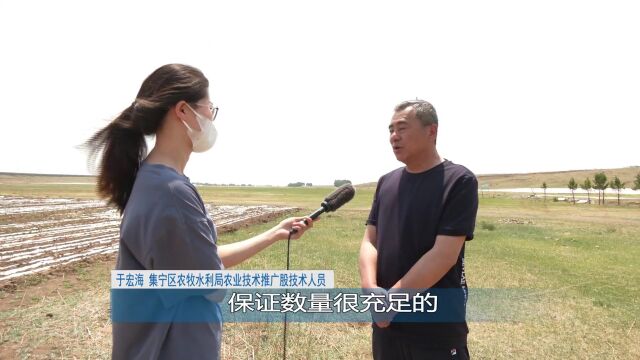 集宁区各部门积极应对旱情 未来两天或迎“及时雨”