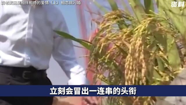 袁老麦田里相伴相持的爱情 上篇