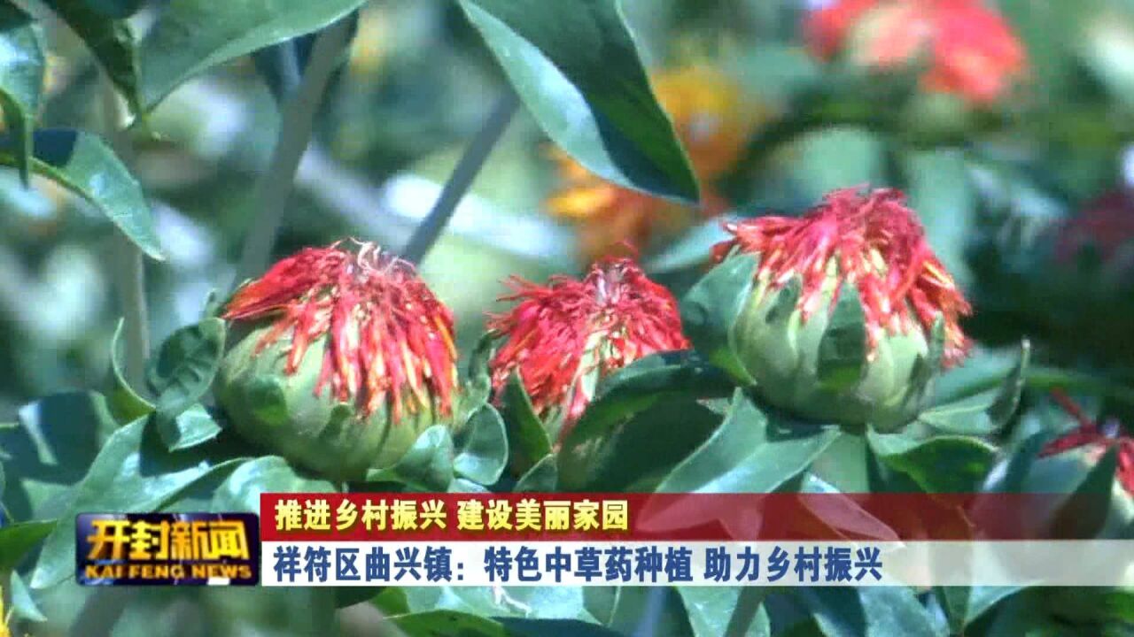 祥符区曲兴镇:特色中草药种植 助力乡村振兴